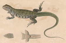 GIỚI THIỆU VỀ CON DÔNG CÁT - KỲ NHÔNG CÁT – DÔNG CÁT BENLY