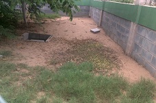 Kỹ thuật nuôi Dông Cát - Kỳ Nhông - Dông Cát Benly