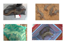 Mua bán cung cấp Dông cát giá rẻ