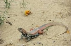 Trại dông cát uy tin