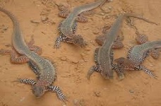 TRANG TRẠI DÔNG CÁT BÌNH THUẬN